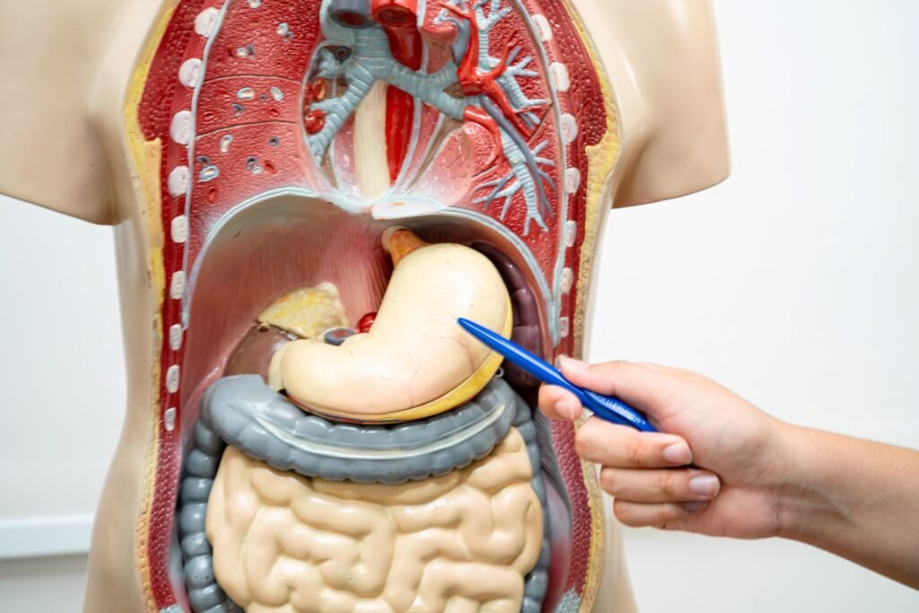 Laparoscopic Gastric Bypass 1024x683